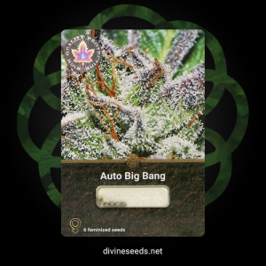 Auto Big Bang