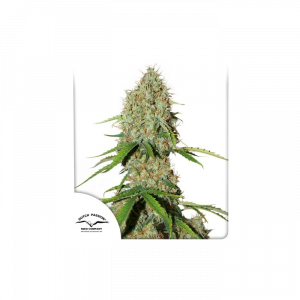 Auto Brooklyn Sunrise