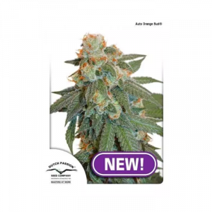 Auto Orange Bud