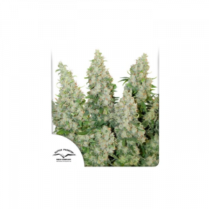 Auto Think Different XXL