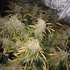 CBD Auto Compassion Lime