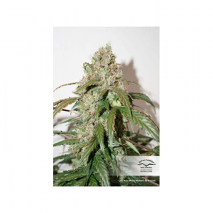 CBD Auto White Widow