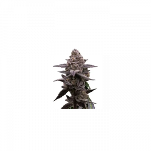 Purple StarDawg Feminized