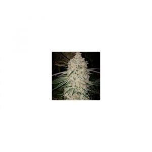 Zweet Inzanity RF3 Auto