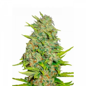 AK47 Feminized